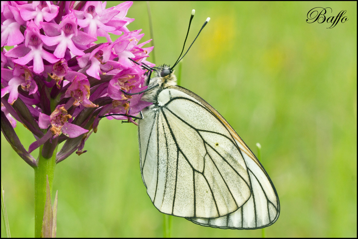 Aporia crataegi